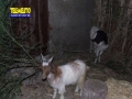 presepe-vivente-sanlorenzo-83