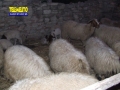presepe-vivente-san-pantaleone-25