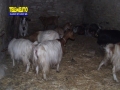 presepe-vivente-san-pantaleone-50