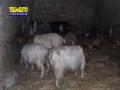 presepe-vivente-san-pantaleone-51