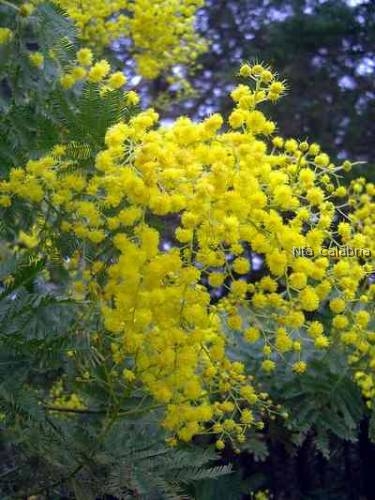 festa della donna mimosa