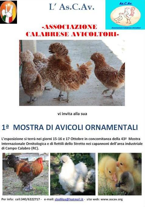 prima mostra di avicoli ornamentali