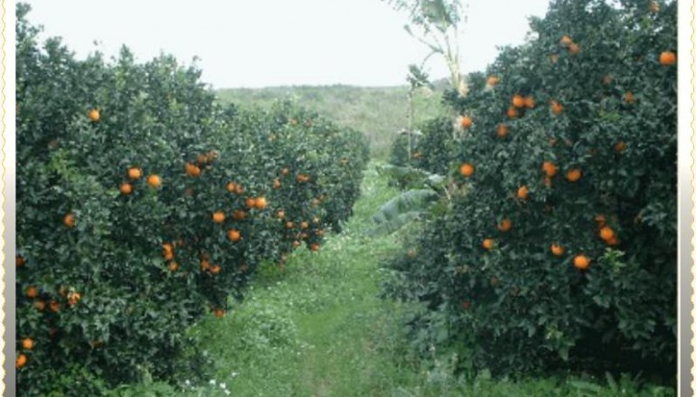 Catanzaro, rubano 200 Kg di arance. Arrestati per furto aggravato in concorso