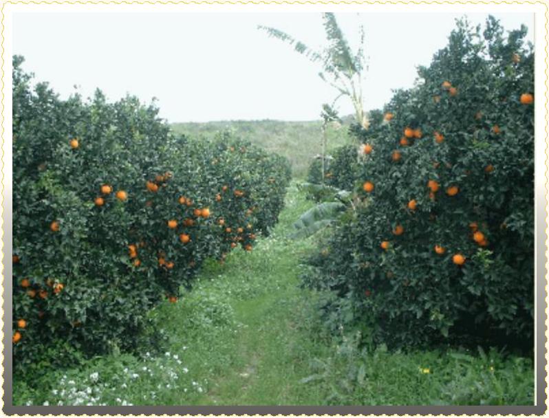 alberi arance