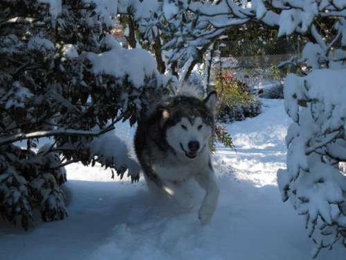 dogs on the snow