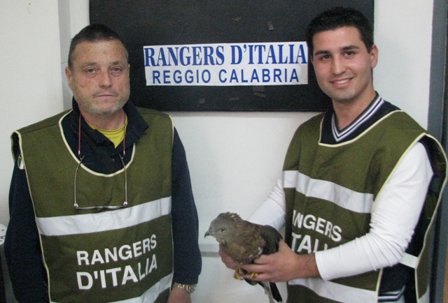 rangers-falco picchiaiolo