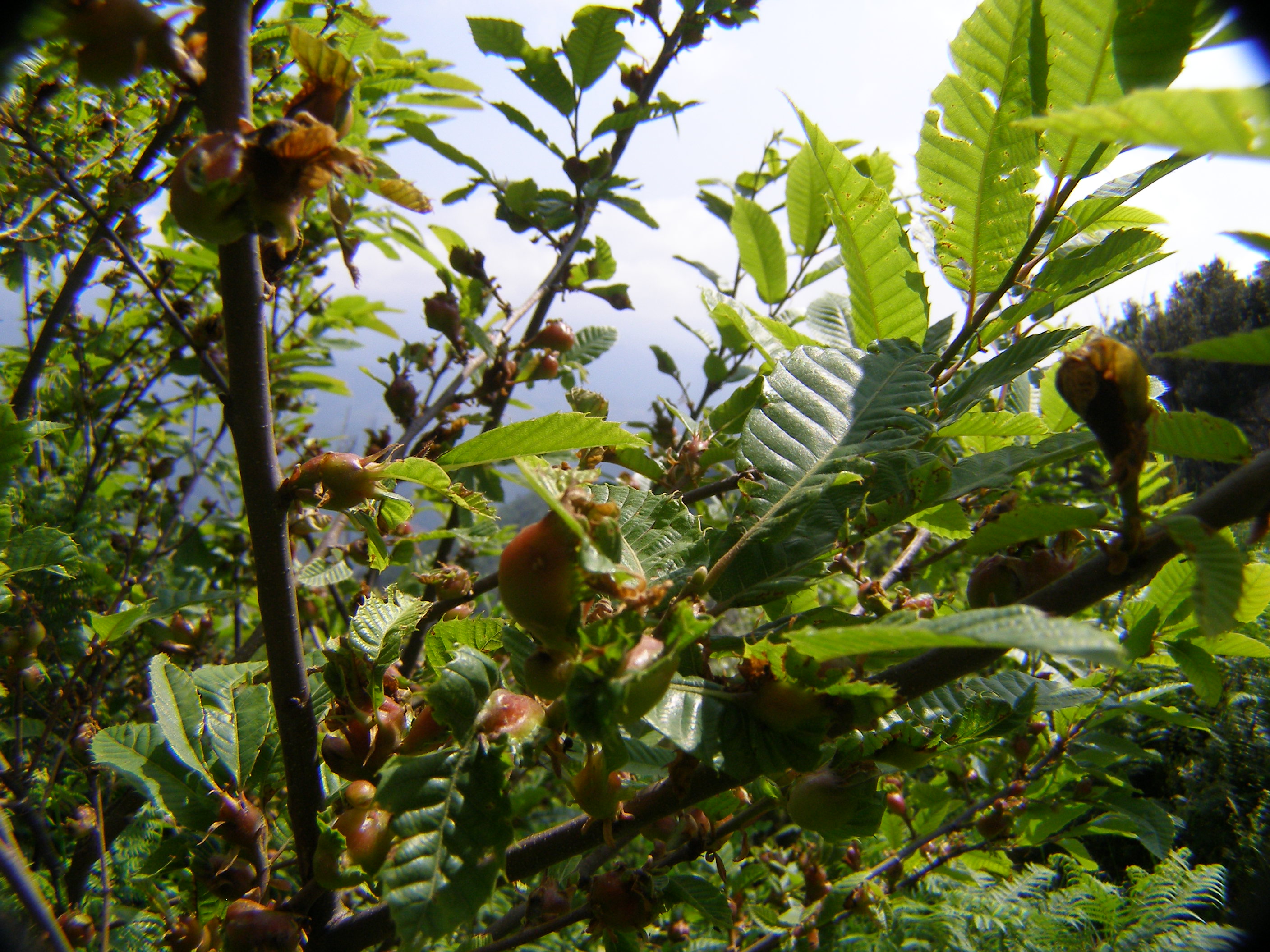 piante infestate rinvenute a Pentone