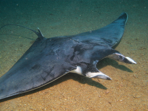 Manta