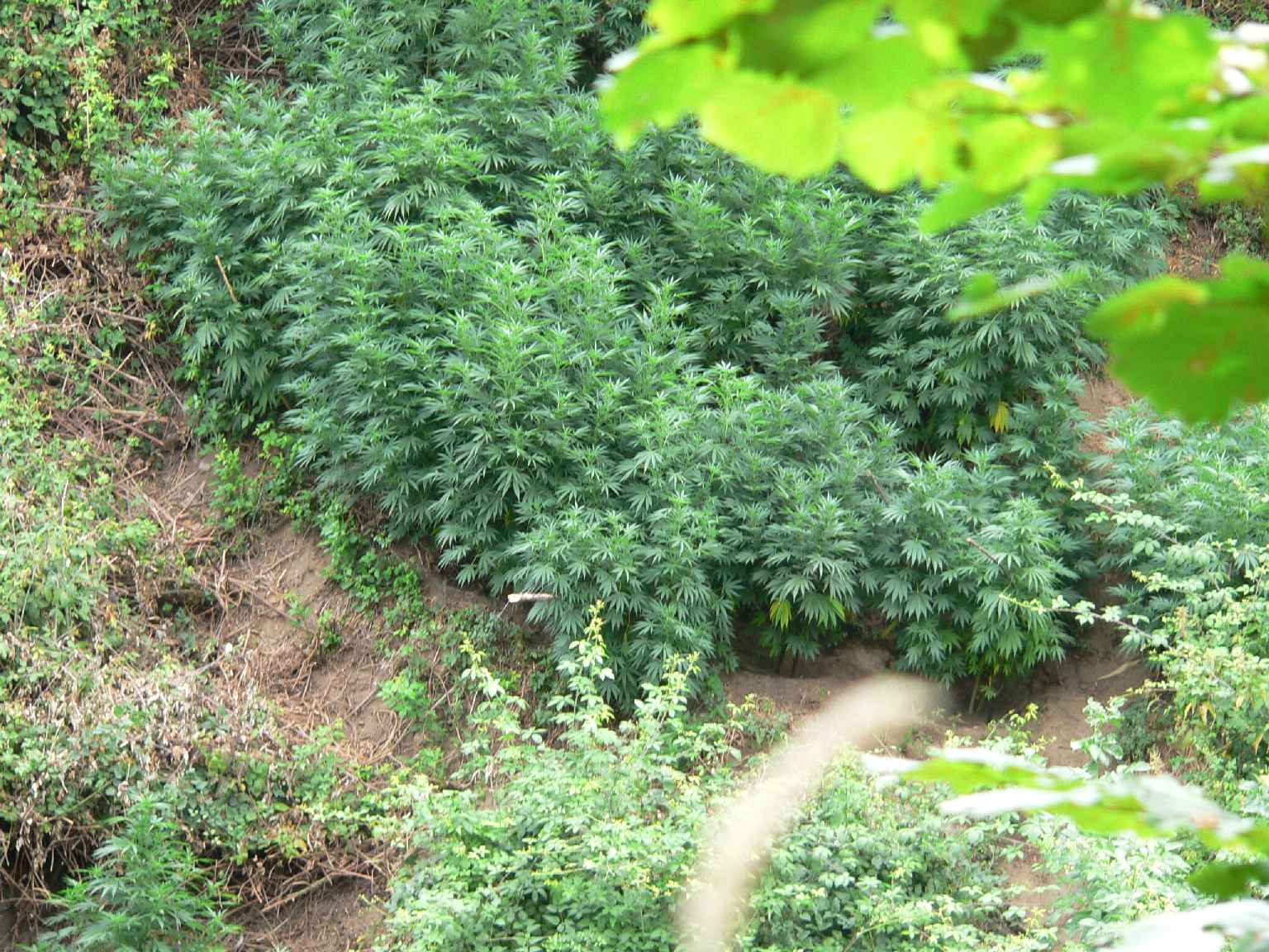 canapa indiana
