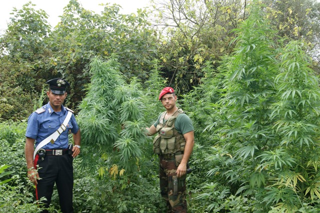 piantagione canapa indiana