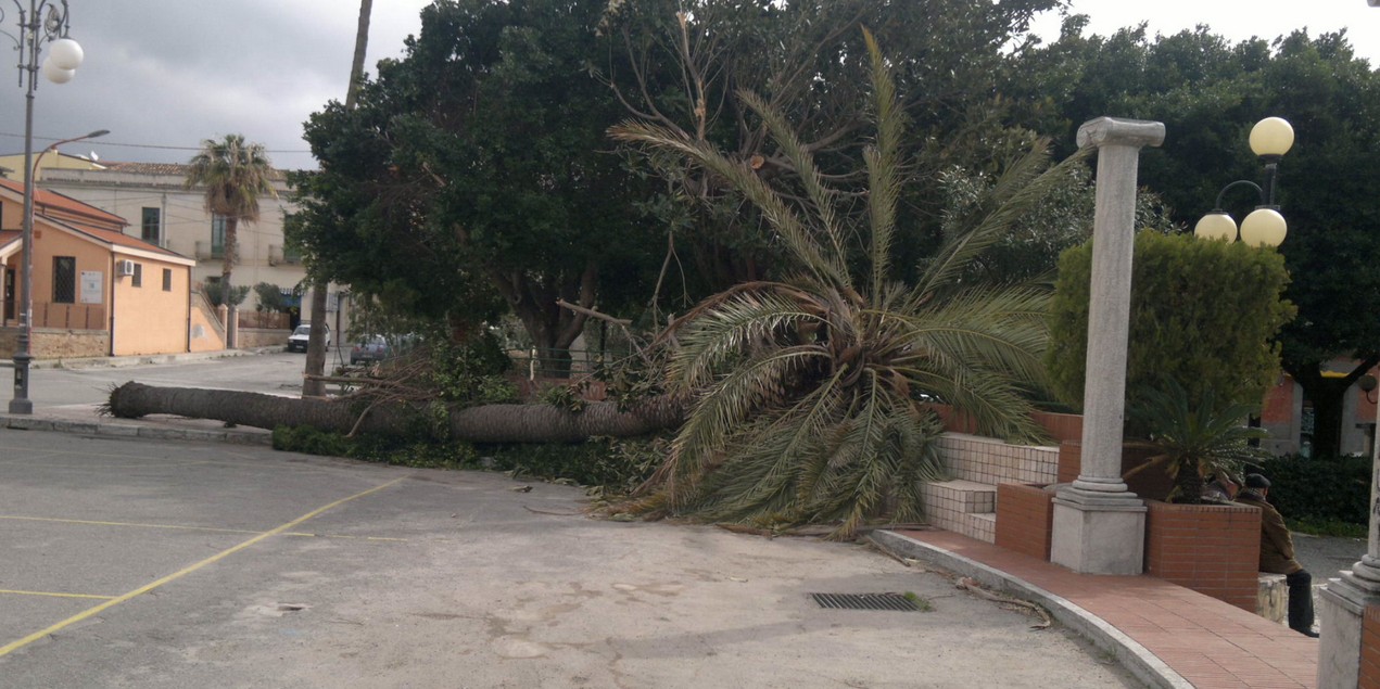 Albero abbattuto a bova marina