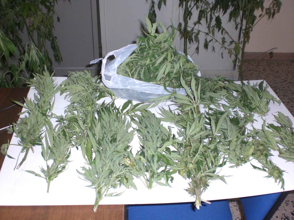 cannabis