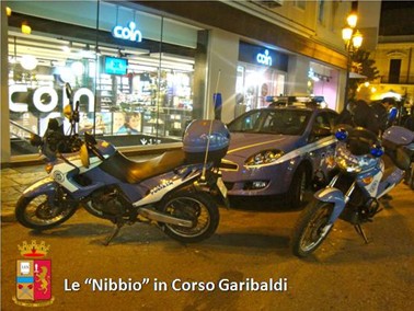 nibbio