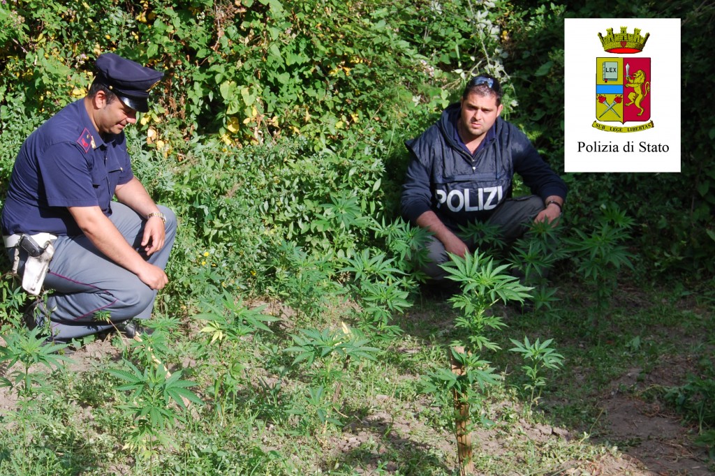 piantagione cannabis 2 fiumara