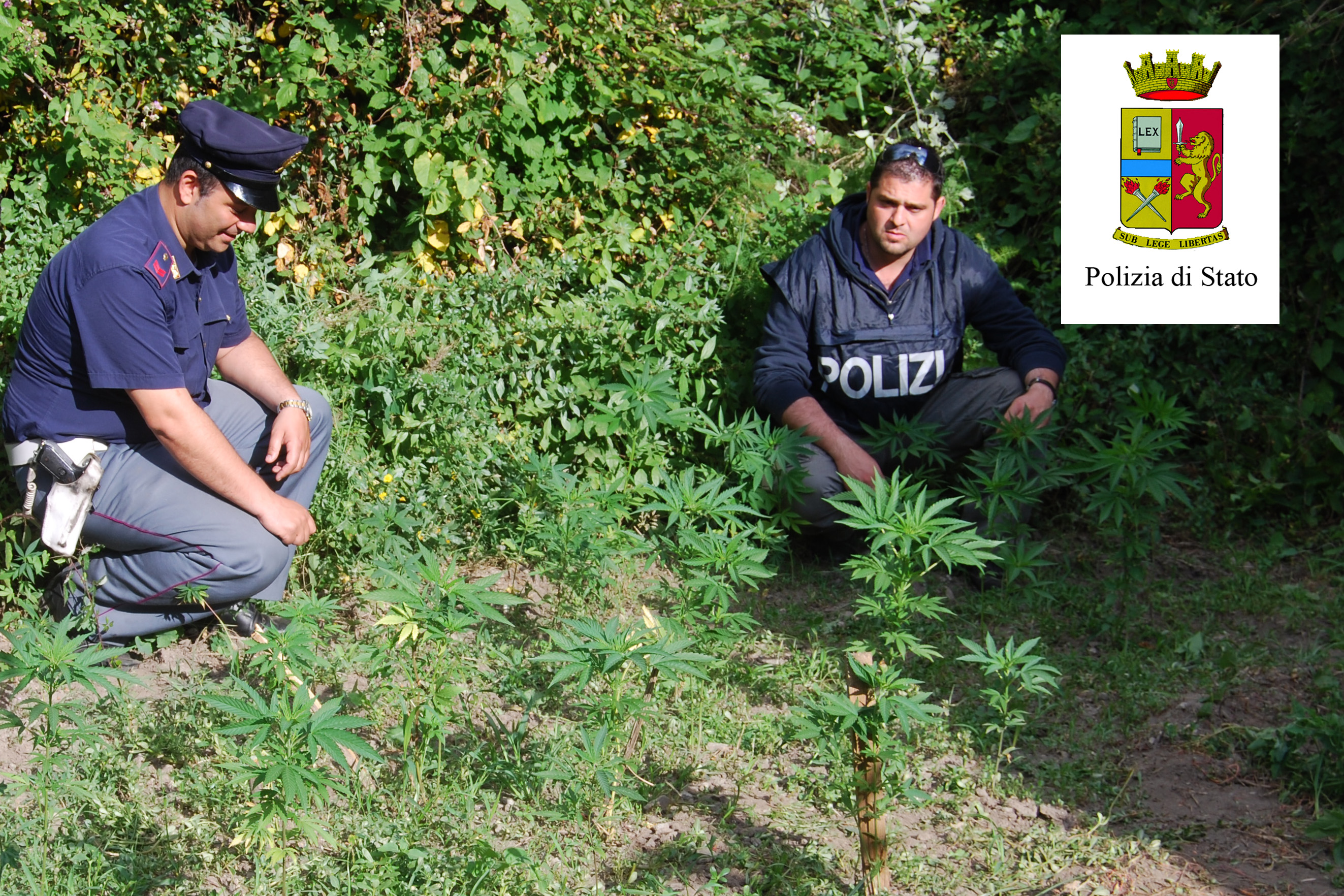 piantagione cannabis 2 fiumara