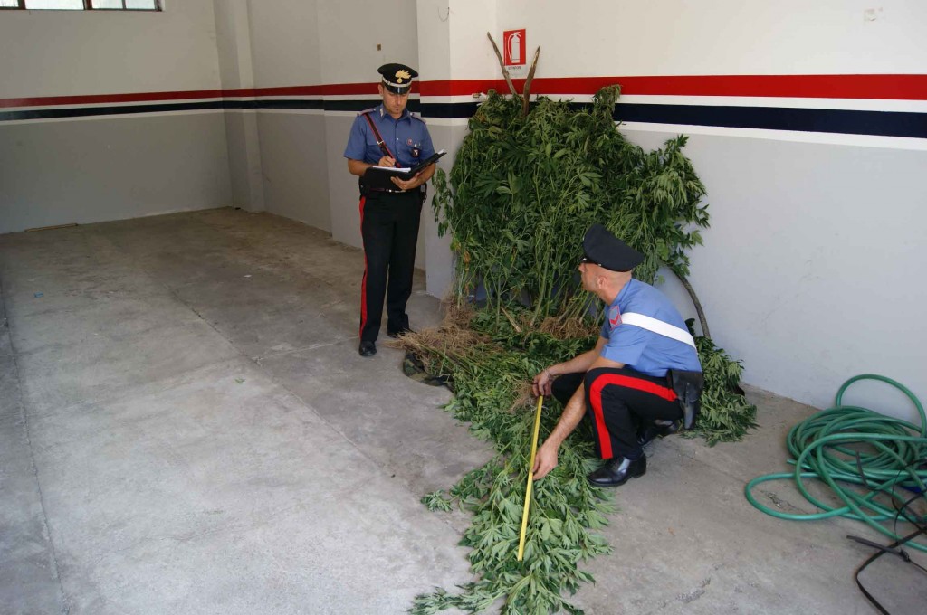 piantagione cannabis mammola