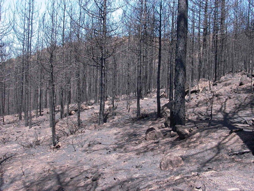 incendio aspromonte