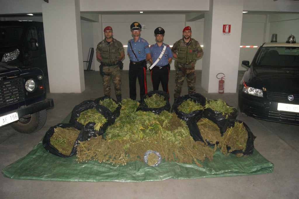 piante marijuana san luca