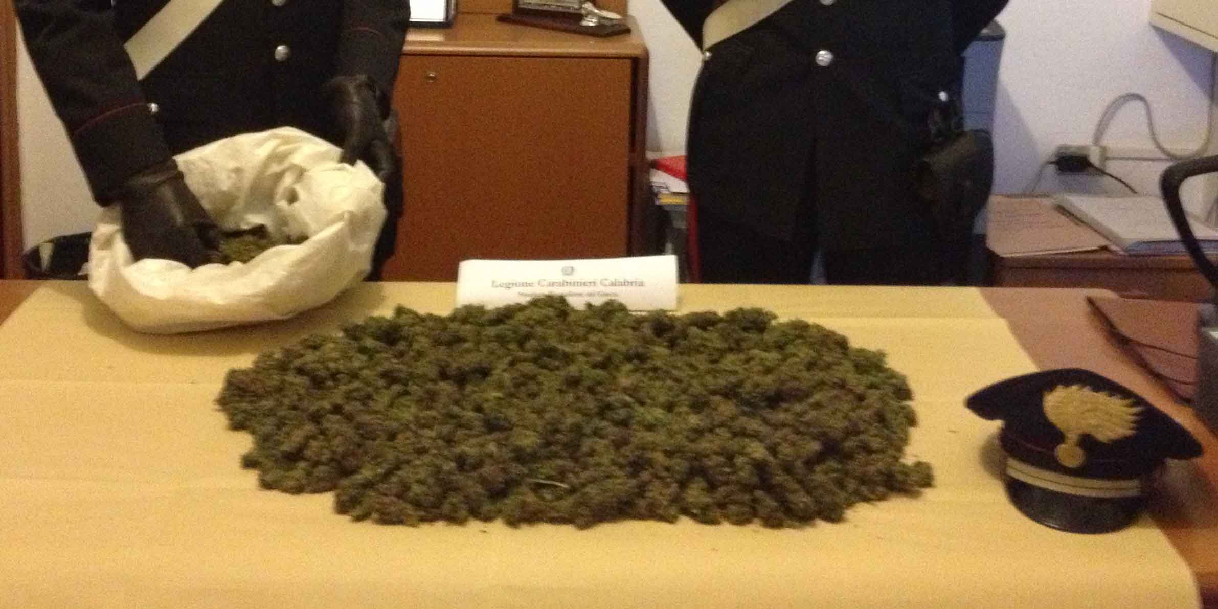 Canapa indiana Roccaforte