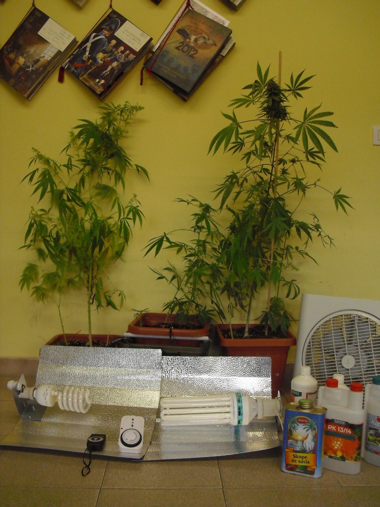 cannabis rinvenuta cc
