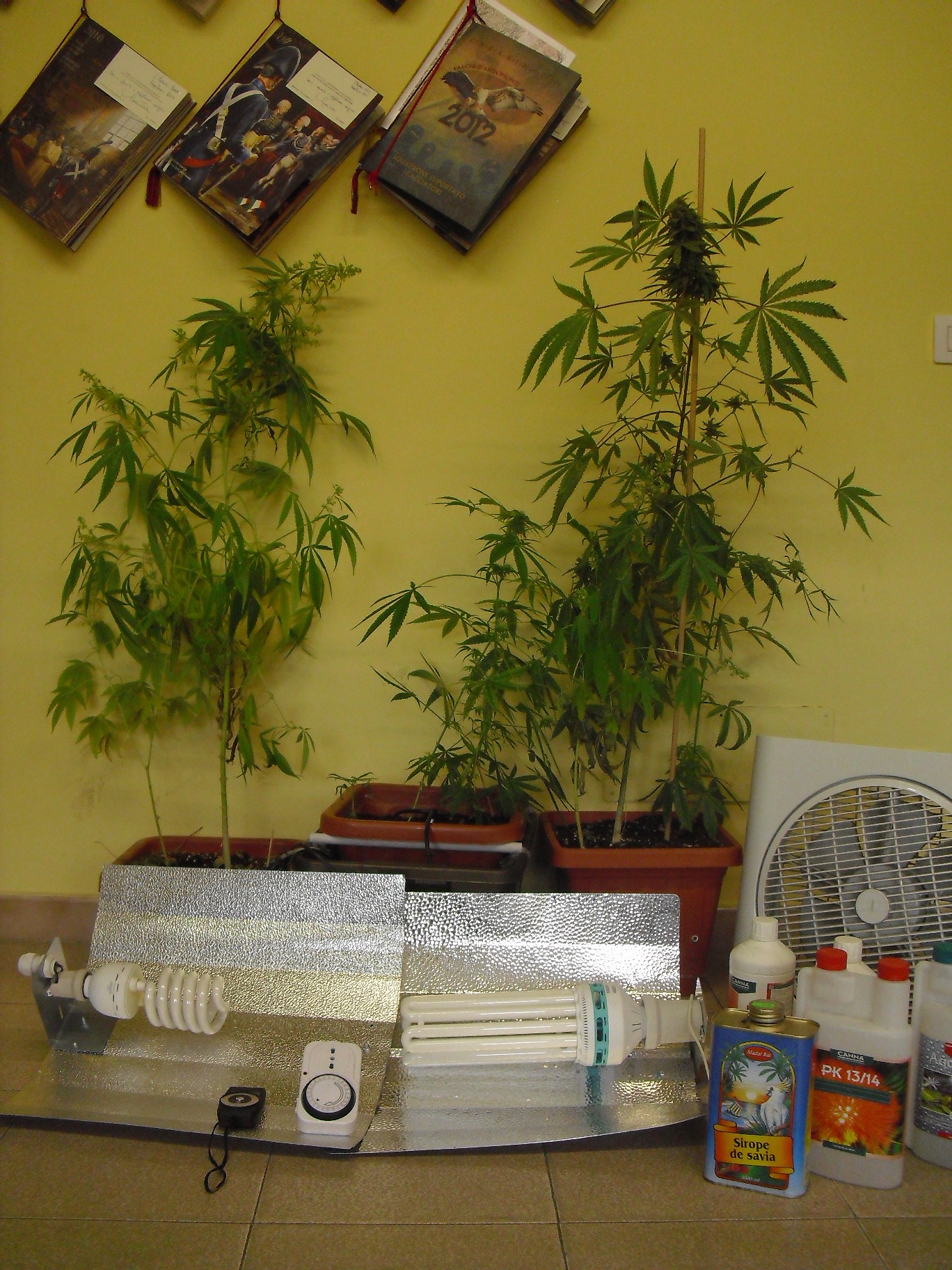 cannabis rinvenuta cc