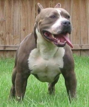 pitbull