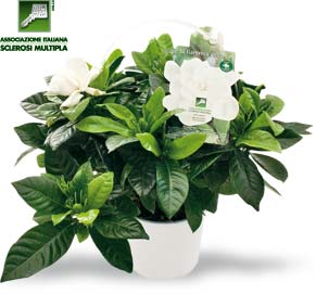 aism-gardenia