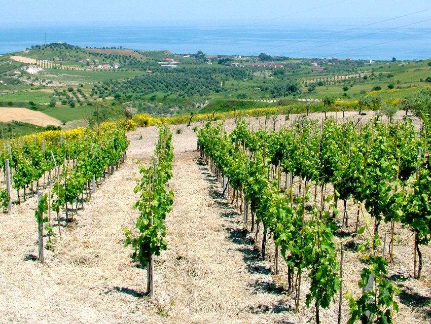 vigna-a-Bianco-in-collina