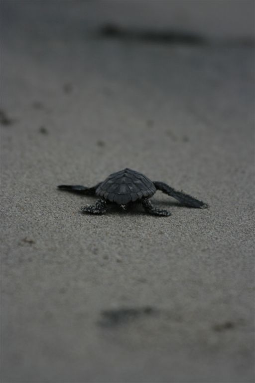 caretta-calabria