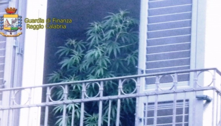 Reggio Calabria: coltivava marijuana in casa, arrestato