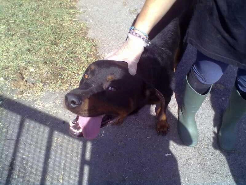 rottweiler