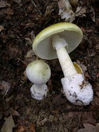 Amanita-Phalloides