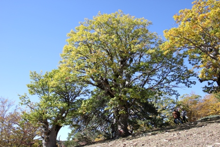 parco-aspromonte