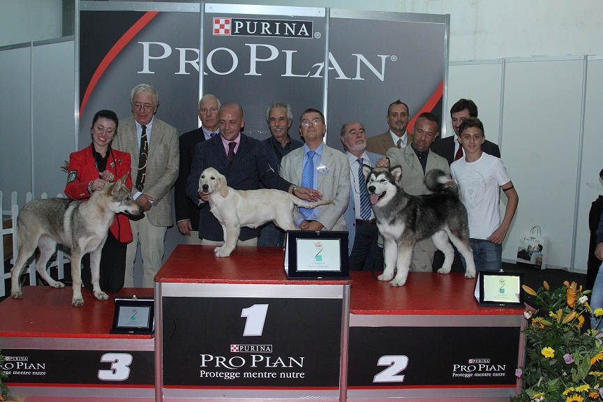 podio-PPCUP-2013-Messina