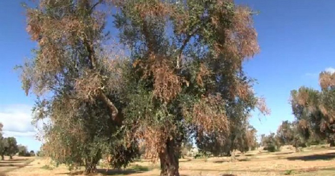 Ulivo-affetto-da-Xylella-fastidiosa