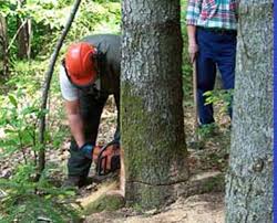 lavoratori forestali