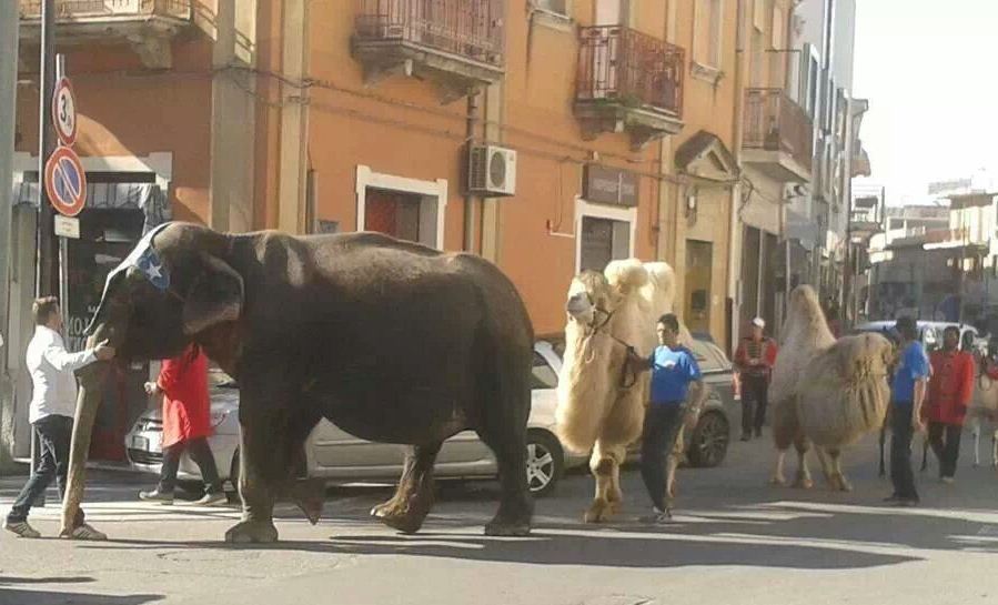 Melito Porto Salvo circo animali