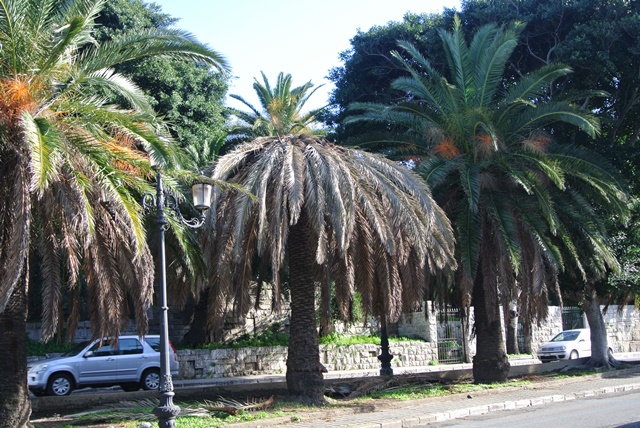 palme reggio calabria