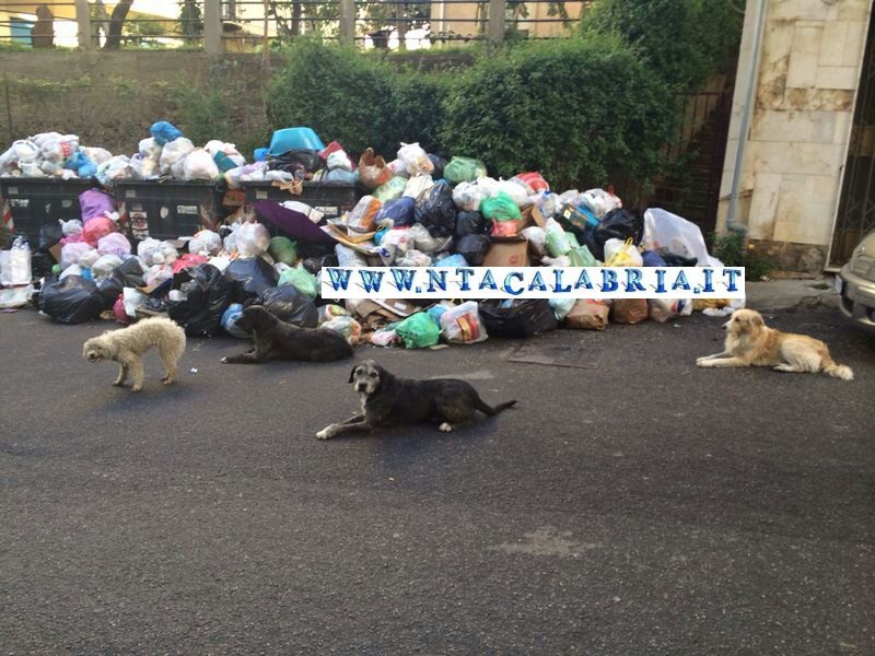 cani randagi reggio calabria