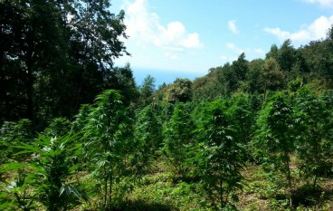San Mazzeo, 7 piante di marijuana ritrovate in un campo di felci