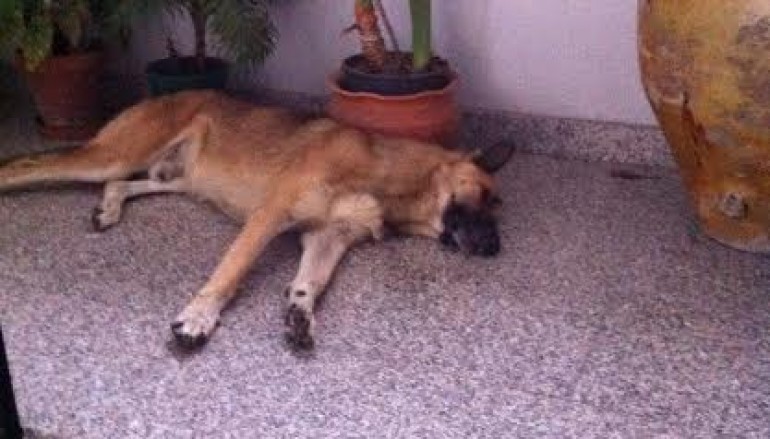 Mandatoriccio (Cs), indagine: cane morto davanti al portone del Sindaco