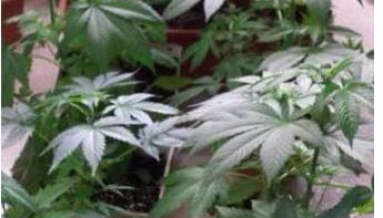 Reggio Calabria: coltivava marijuana in casa, arrestato