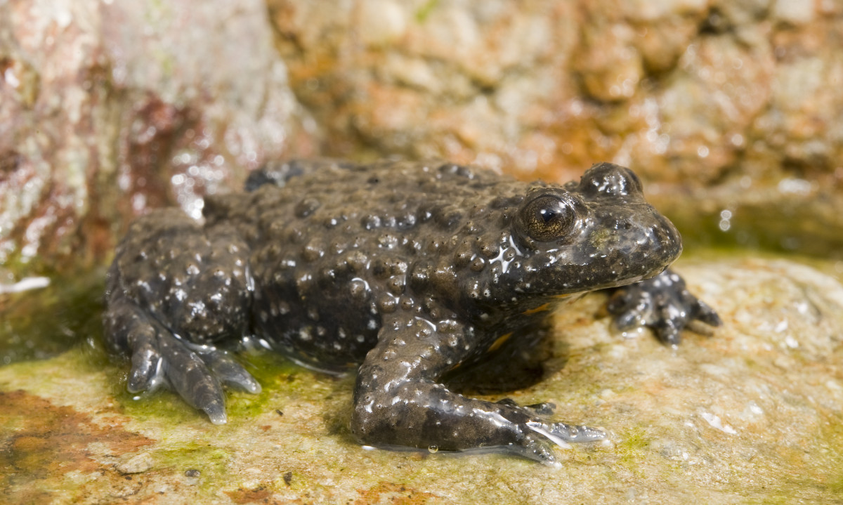 ululone appenninico