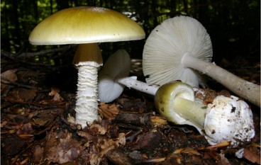 Catanzaro, allarme intossicazione funghi