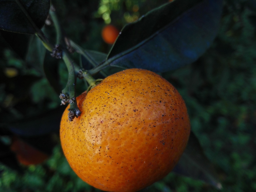 Ceneri laviche su agrumi