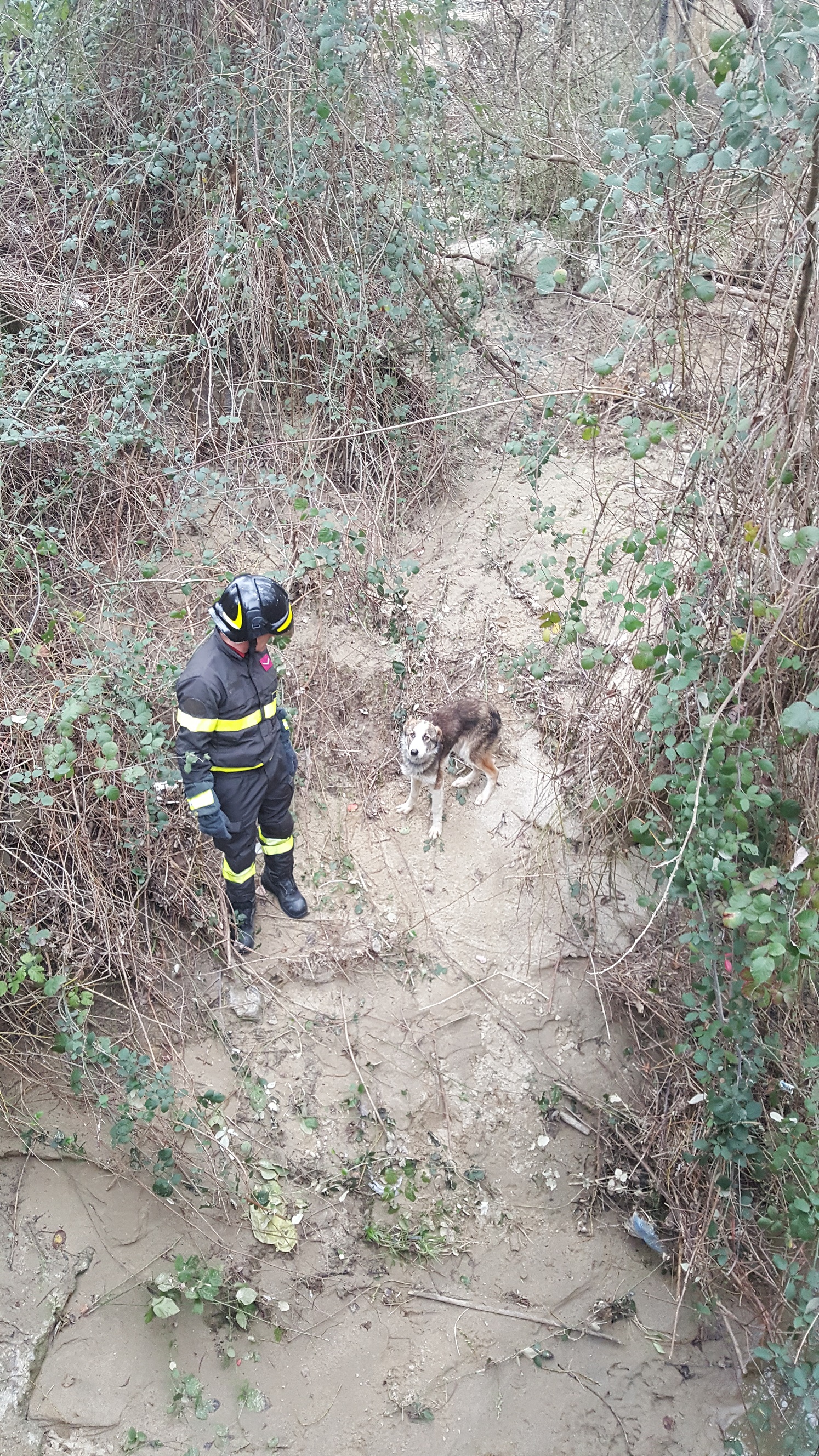 salvataggio cane montalto uffugo