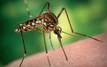 Palizzi, avviso disinfestazione dalle zanzare