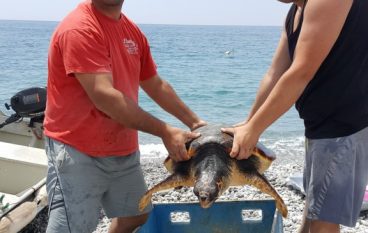 Pescatori di Bova Marina salvano grossa tartaruga