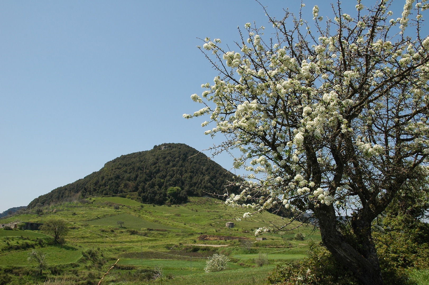 Sant'Elia Mammola foto GALLUCCIO