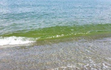 Acqua verdastra sulla costa di Pizzo, è fioritura algale